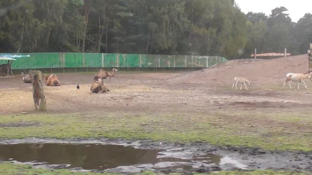 Safari park,Сафари-парк,Serengeti park,парк серенгети,встреча с животными смотреть онлайн