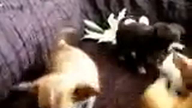 Супермелкие щенки чихуахуа род.РКФ смотреть онлайн