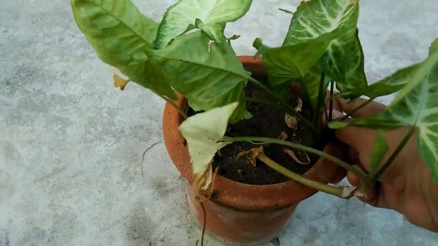 59,,,Care Of Beautiful Foliage Plant Syngonium