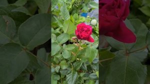 Rose Kaffe Fassett from Rosen Tantau. Autumn 2022