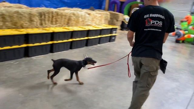 Doberman Super Dog "Seven of Nine" 4 1/2 Mo's Early Puppy Obedience/Agility Training @ PDS смотреть онлайн