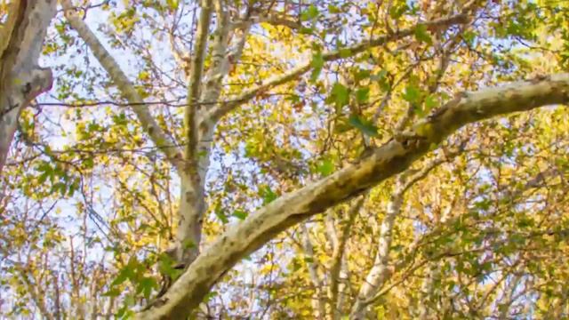 Ashland, Oregon: A Day in Autumn смотреть онлайн