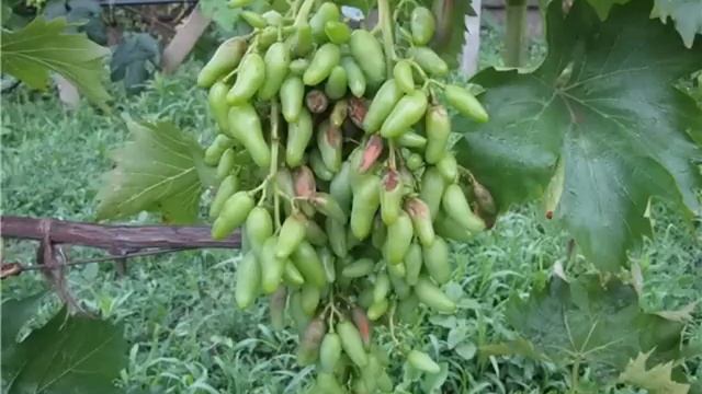 Антракноз винограда# как лечить, признаки антракноза смотреть онлайн