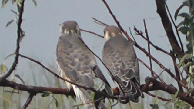 КОБЧИК ЗАМЕТИЛ ВИДЕОКАМЕРУ ОКОЛО ПТЕНЦОВ, РАЗГНЕВАЛСЯ И СТАЛ БРАНИТЬСЯ смотреть онлайн