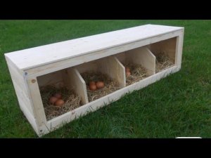 Размер гнезда для кур несушек.