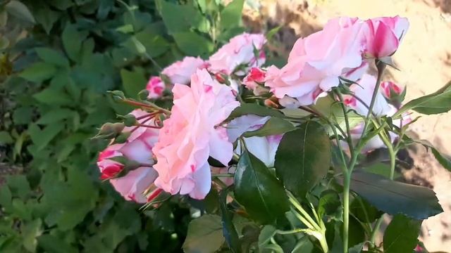 Роза ГРАНДИФЛОРА РОЗЕНШТАДТ ФРАЙЗИНГ . смотреть онлайн