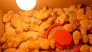 Суточные перепела / Уход /Содержание / Чем кормить суточных перепелов / Аптечка для птицы