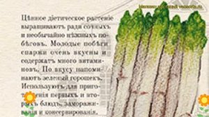 Спаржа Аржентельская (Спаржа). Краткий обзор, описание характеристик, где купить семена aspáragus