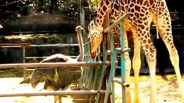 Вкус груши сочной (Михаил-FRESH) смотреть онлайн