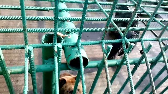 БУРЫЙ медведь смотреть онлайн