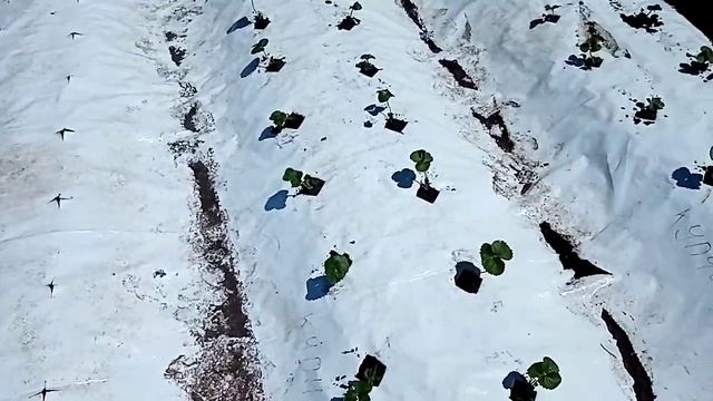 Маленький, но важный нюанс при посадке клубники на плёнку. смотреть онлайн