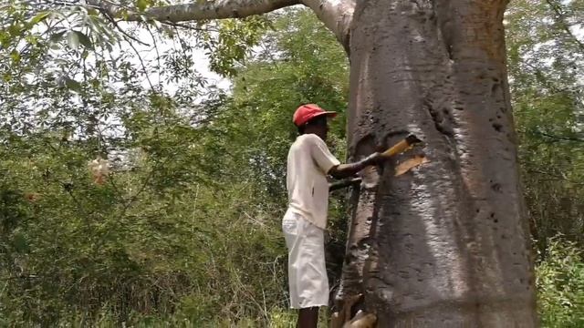 African baobab tree water storage смотреть онлайн