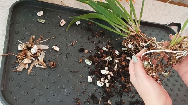 Давай Делиться! ?Golden Peacock? для Надюши. Деление и пересадка каттлеи. смотреть онлайн