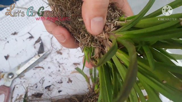 D.I.Y. Pots with Holes + Who is the New Helper? + Repotting Tulumnias + Many more! смотреть онлайн