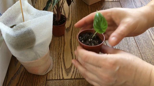 Посылка...Распаковка...Алоказии. Package. Unpacking.Alocasia. смотреть онлайн