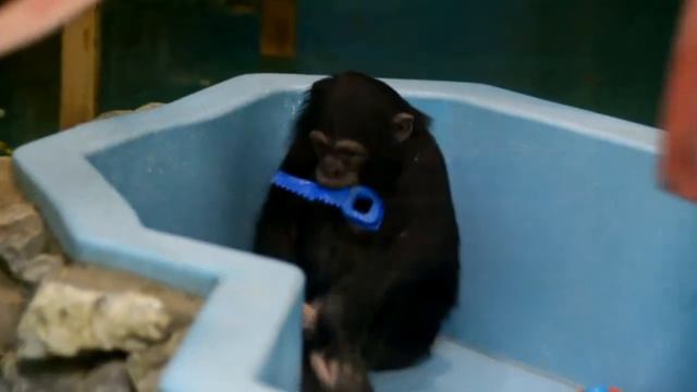 Обезьяны Шимпанзе в Новосибирском зоопарке смотреть онлайн