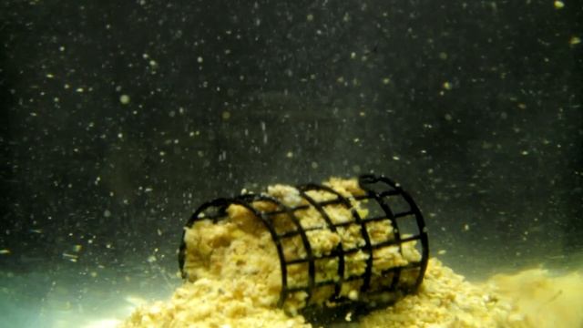 Работа прикормки Sensas Carpes Jaune Www.Feederfishing.tv