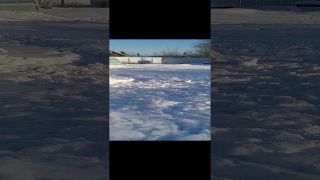 моя собака смотреть онлайн