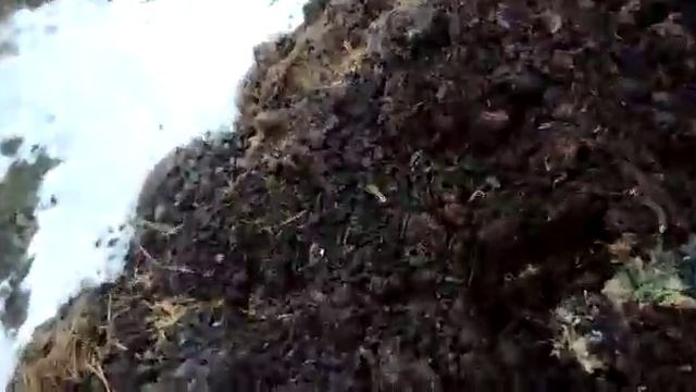 Метод промышленного вермикомпостирования отходов животноводства. Гумус. Вермикомпост смотреть онлайн