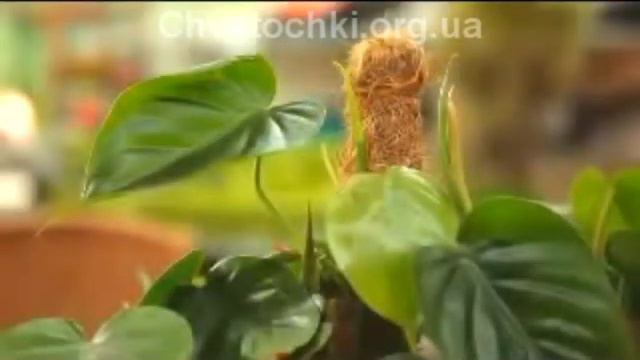 Филодендрон смотреть онлайн