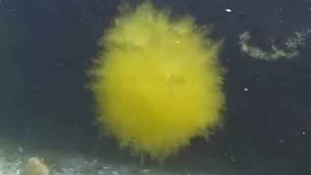 © Водоросли Чёрного моря Bryopsis hypnoides смотреть онлайн