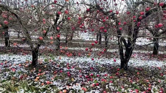 SunoAi - Jabłka Na śniegu