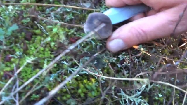 Удачно заехал за грибами. Маслята меня порадовали и не много мышат, сбор грибов 2023 в Крыму смотреть онлайн