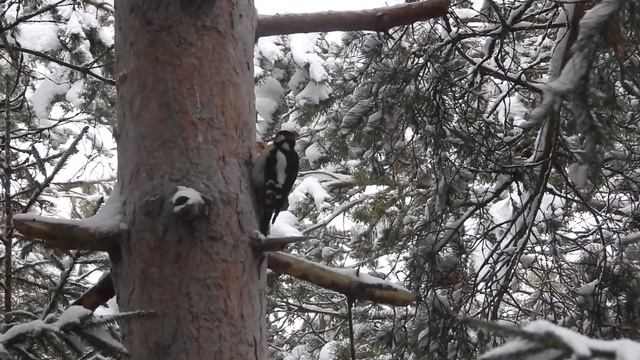 Утро начинается с кормушки смотреть онлайн
