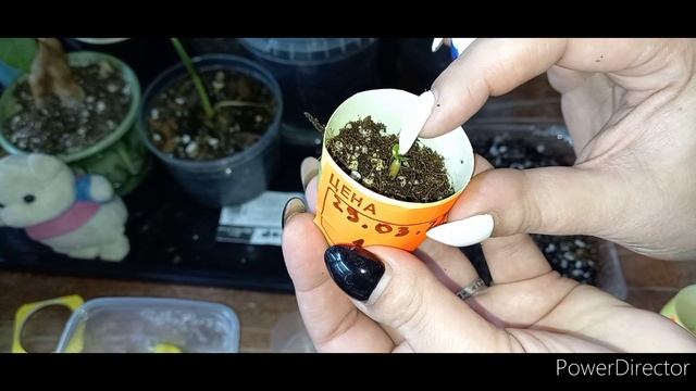 Адениум DHA барашки из семян//6 дней с момента замачивания семян//Комнатные растения смотреть онлайн