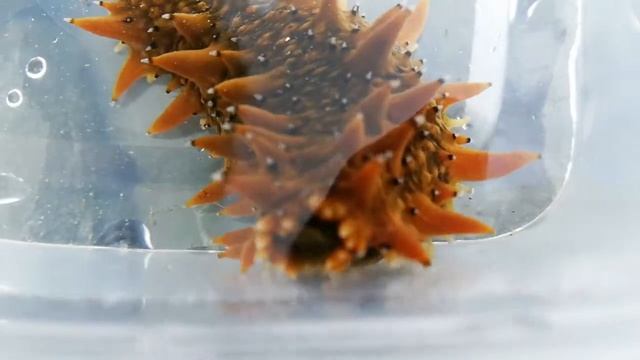 Как передвигаются ТРЕПАНГИ по морскому дну? смотреть онлайн