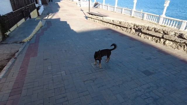 КОКТЕБЕЛЬСКИЕ КОТЫ ПОРАДОВАЛИ (ЗВЕЗДОПАД ВОСПОМИНАНИЙ)