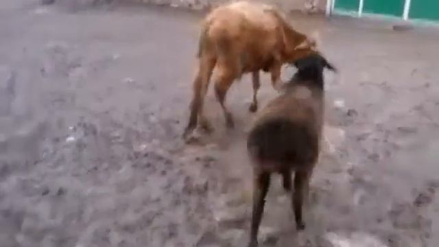 Бой Карова и Баран смотреть онлайн