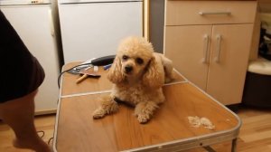 Стрижка пуделя.Простые решения.