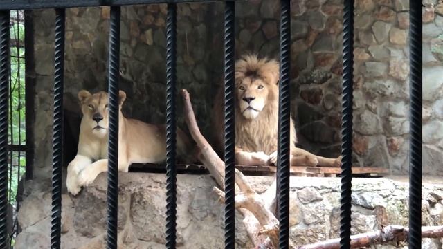 Красивейшая пара редких белых львов живет в Сказке! Ялта смотреть онлайн