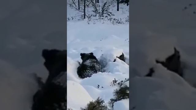 Охота на медведя. Якутия смотреть онлайн