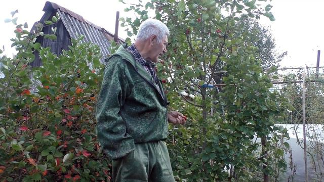 Боярка садовая крупноплодная смотреть онлайн