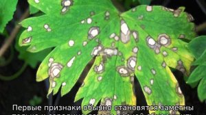 Болезни винограда