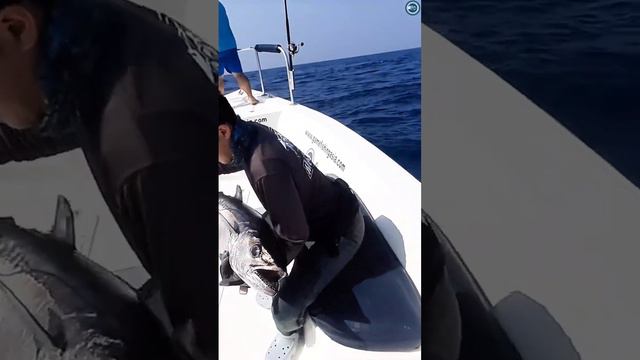 Monster Dogtooth Tuna Fish Caught 🐟 (But Don't Worry, We Released It!) #dogtoothtuna смотреть онлайн