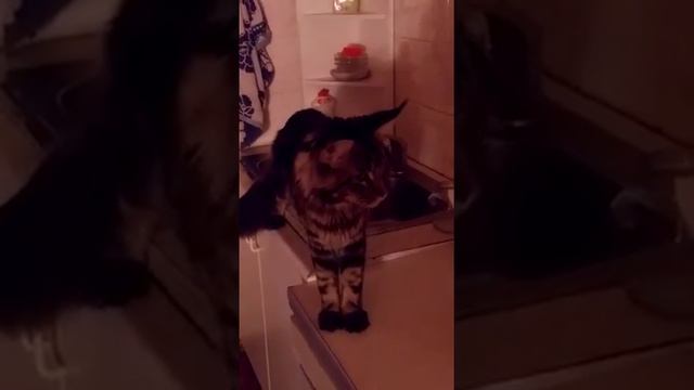 Мейн кун пьет воду смотреть онлайн