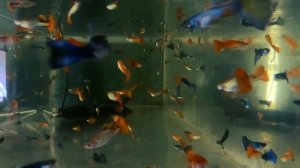 Аквариумная рыбка гуппи. Самые простые аквариумные рыбки.