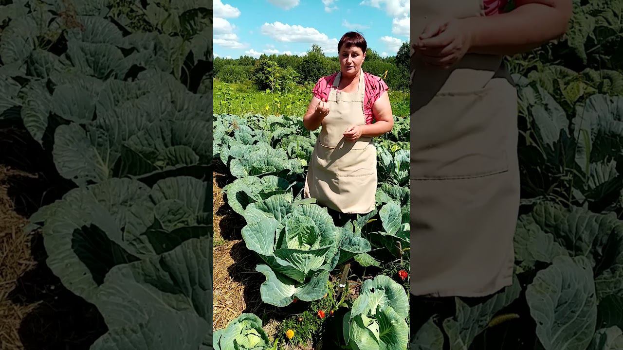 Эту капусту НЕ ЕДЯТ насекомые. смотреть онлайн