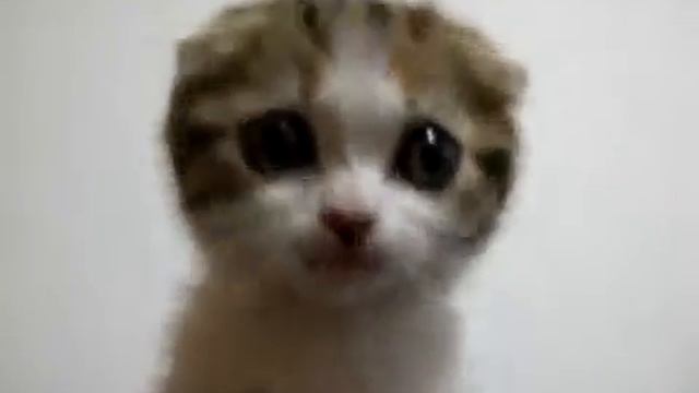 Японский котёнок)) смотреть онлайн
