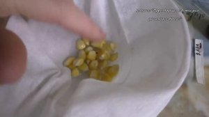 ОБЗОР  Свой стиль выращивания кукурузы в Подмосковье.mp4