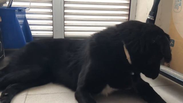 Тувинская овчарка Рона в проекте Голос