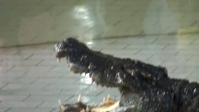 Голова тайца в пасти крокодила.Слизь из пасти смотреть онлайн