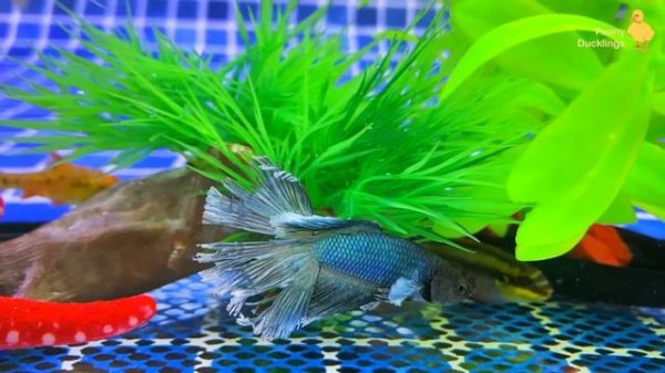 Colorful aquarium Surprise Eggs, Duckling, Butterfly Fish, Frog, Snake, Goldfish, Koi Fish, cichlid