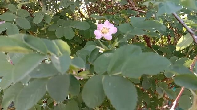 Трудяга шмель опыляет шиповник смотреть онлайн