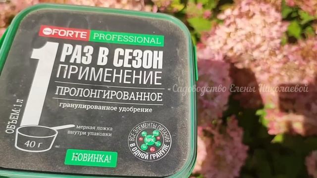 Сделайте ТАК с ГОРТЕНЗИЕЙ ОСЕНЬЮ, если ХОТИТЕ ШИКАРНЫЙ КУСТ! смотреть онлайн