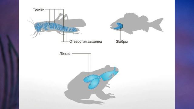§7 "Органы и системы органов животных", Биология 6 класс, Сивоглазов смотреть онлайн