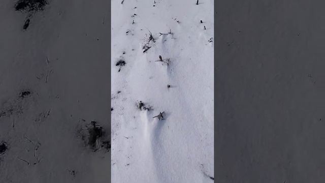 Стан озимої пшениці пізнього строку посіву!Ціни на добрива!Розкидач МВД 900! смотреть онлайн